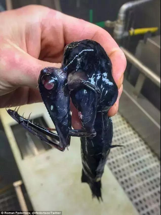 为什么深海鱼都长那么丑,深海鱼为啥都很丑