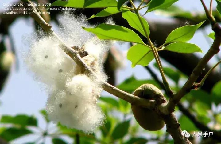 植物传播种子的方法有哪些二年级,植物的果实和种子传播方式有哪些