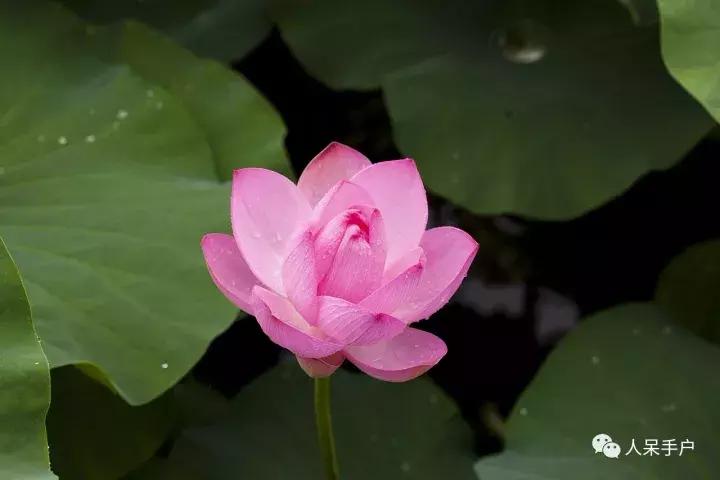 植物传播种子的方法有哪些二年级,植物的果实和种子传播方式有哪些