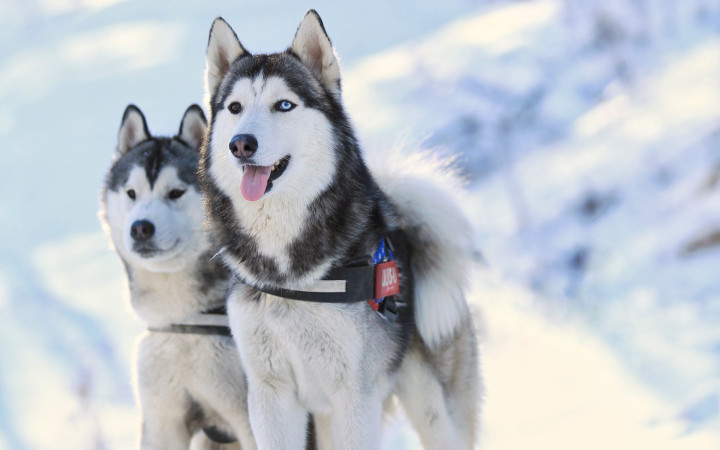 犬种百科之苏格兰牧羊犬,犬种百科德牧犬