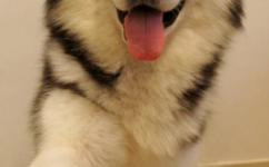 犬种百科之苏格兰牧羊犬,犬种百科德牧犬