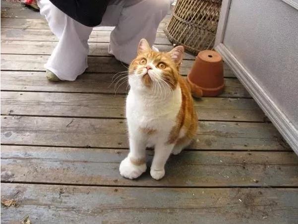 哈哈哈，原谅我拖拉机般的笑声！当喵星人被蜜蜂蜇了之后