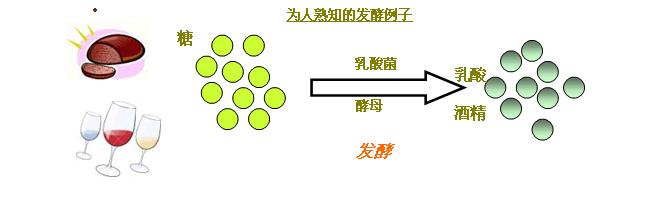 各种氨基酸之间的区别在于什么,氨基酸你知道是什么吗