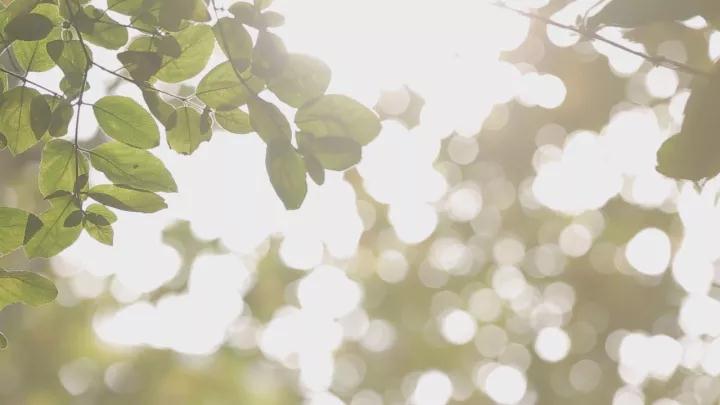 易武宋聘号蓝标,易武宋聘号茶沱