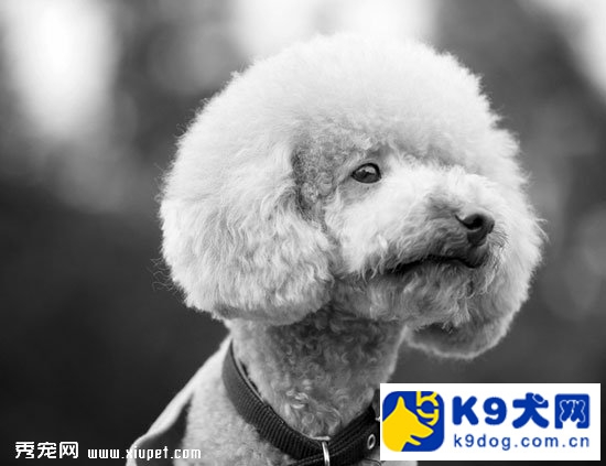 训练泰迪定点大小便的具体方法,9岁泰迪如何训练定点大小便