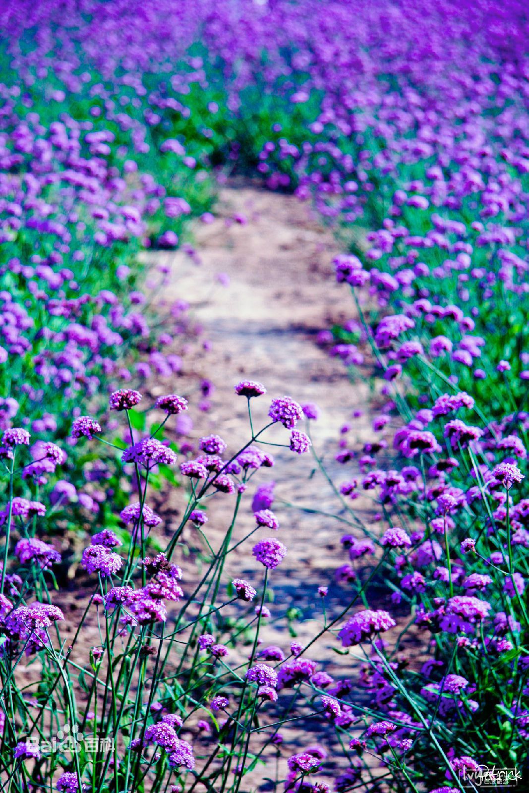 蓝调薰衣草庄园门票,蓝调薰衣草庄园月季花