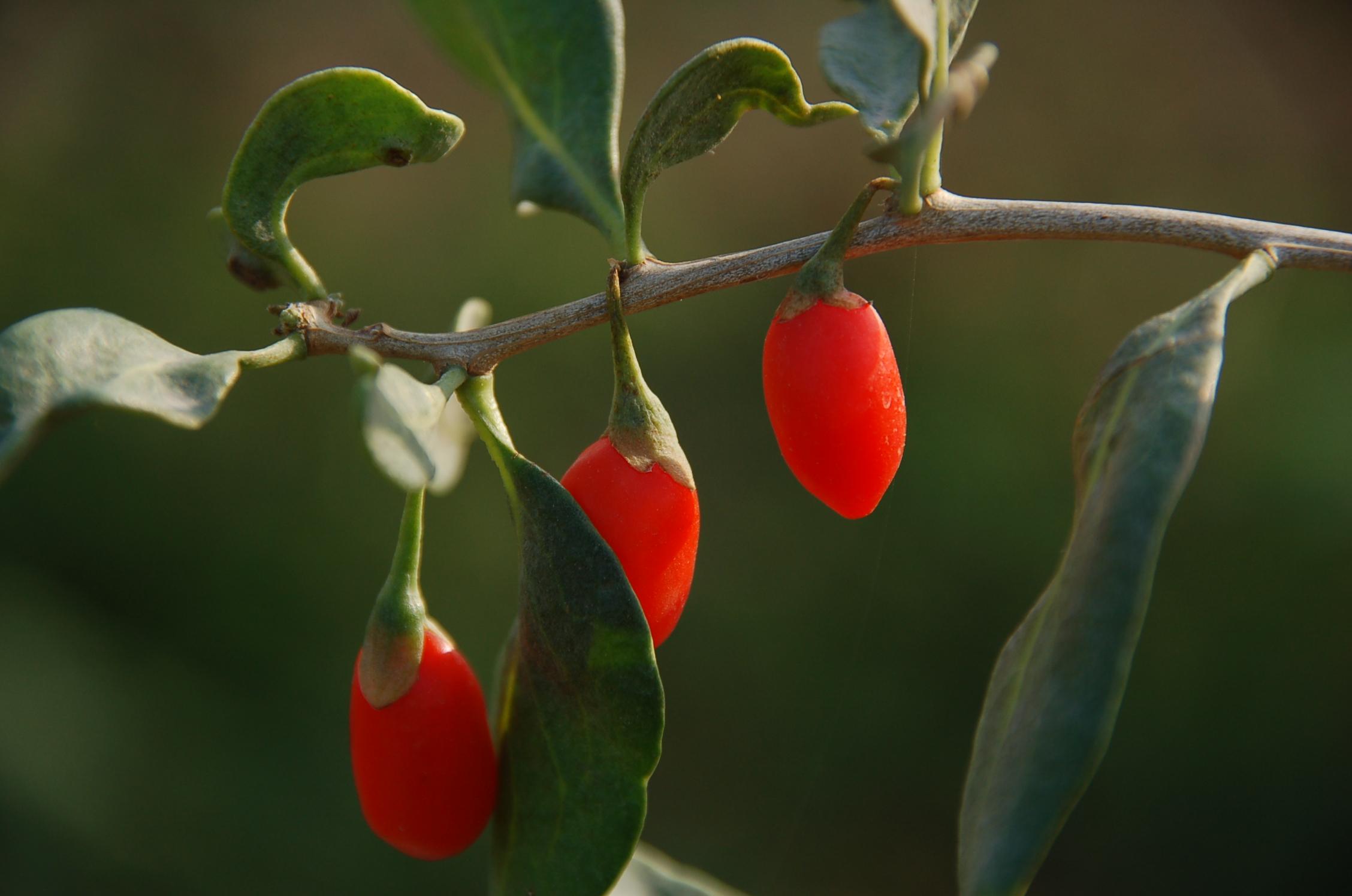 中草药枸杞子的功效与作用,了解各种中草药及用途