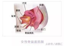 盆底肌正确康复方法,一文读懂心肺复苏