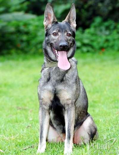 原来土狗还分这么多种类,中国的土狗全部种类