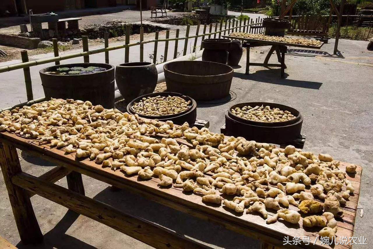 种植什么中药材暴利,种植什么药材可卖几十块钱一斤