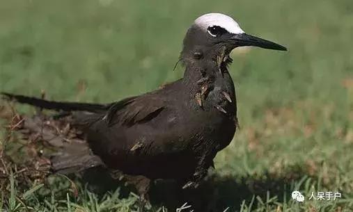 植物传播种子的方法有哪些二年级,植物的果实和种子传播方式有哪些