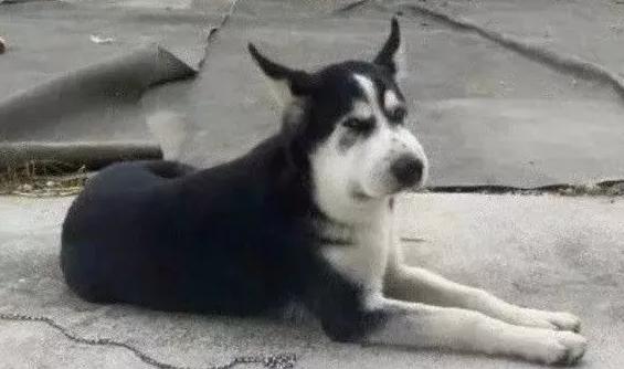 哈哈哈，原谅我拖拉机般的笑声！当喵星人被蜜蜂蜇了之后