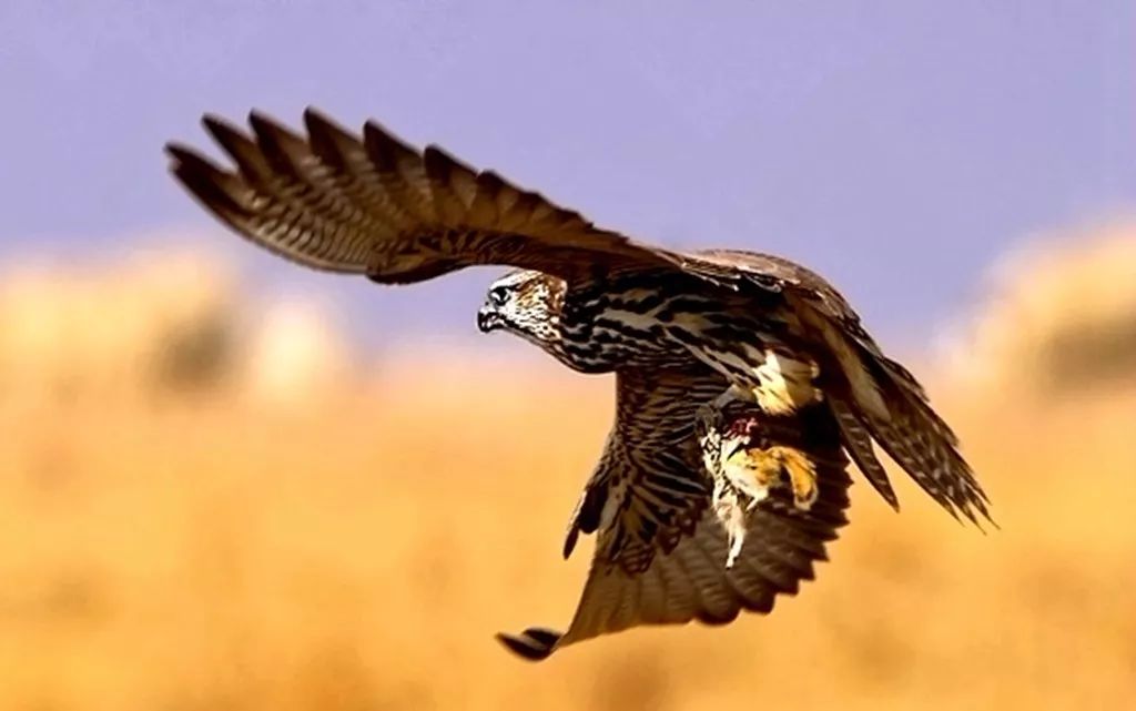 实话：凌云！六眼之隼