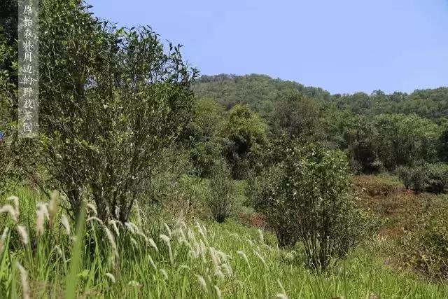 易武宋聘号蓝标,易武宋聘号茶沱