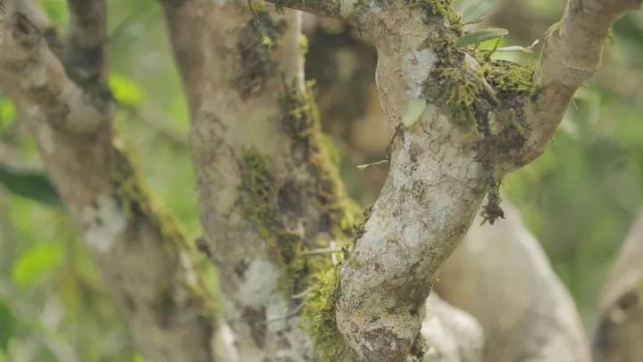 易武宋聘号蓝标,易武宋聘号茶沱