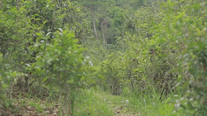 易武宋聘号蓝标,易武宋聘号茶沱