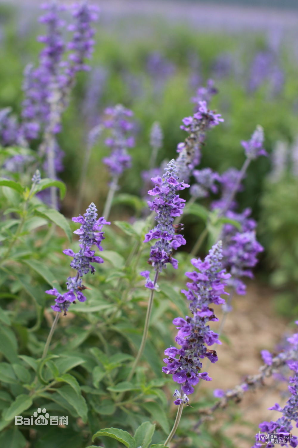 蓝调薰衣草庄园门票,蓝调薰衣草庄园月季花
