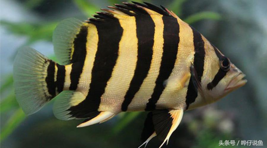 用一句话证明我是超级有钱人：我家鱼缸里有八条泰国虎鱼！