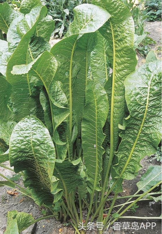 山葵辣根芥末的日语分别是什么,芥末系辣根山葵图片