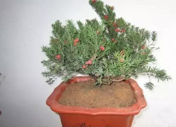 红豆杉盆栽如何介绍,红豆杉盆景教程