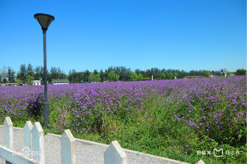 蓝调薰衣草庄园门票,蓝调薰衣草庄园月季花