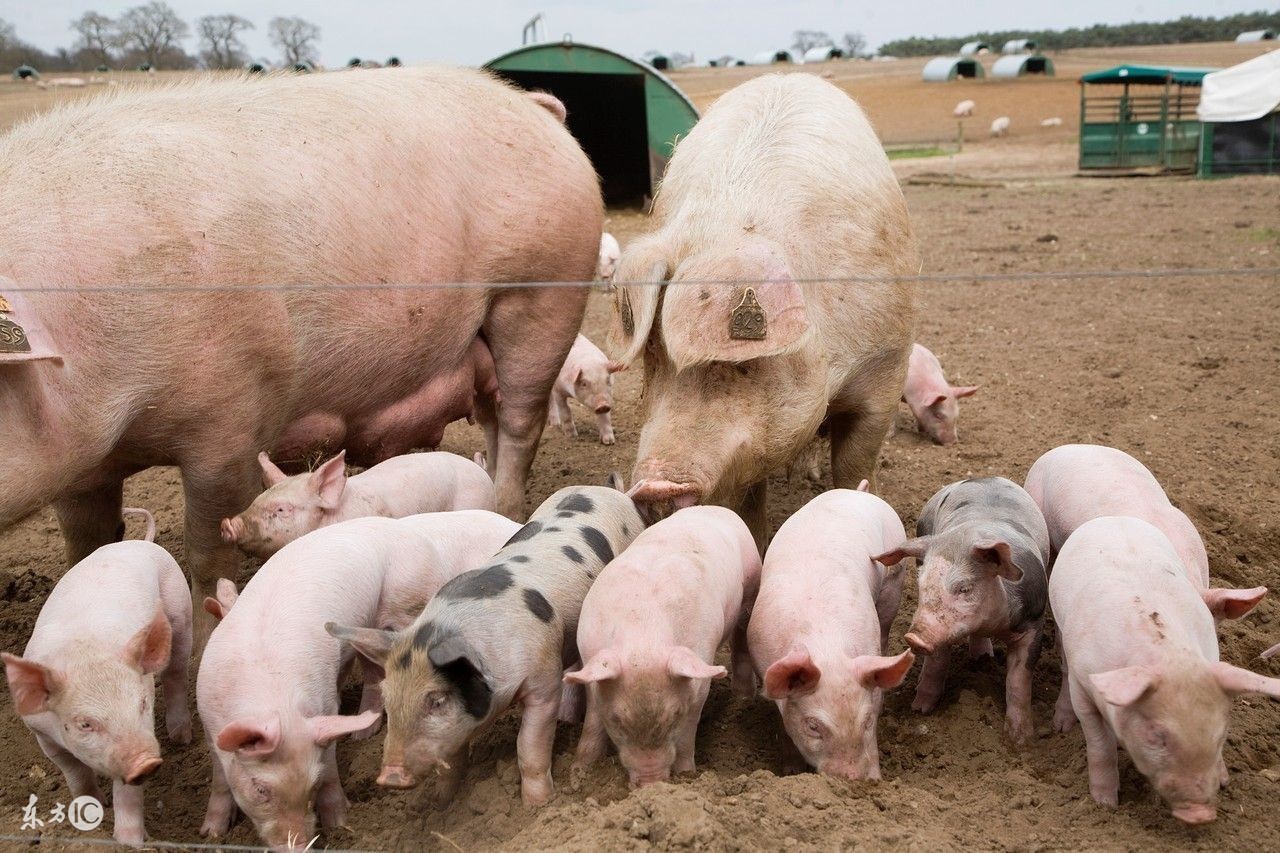 养猪场的母猪比例是多少,你对工厂的设备设施了解多少