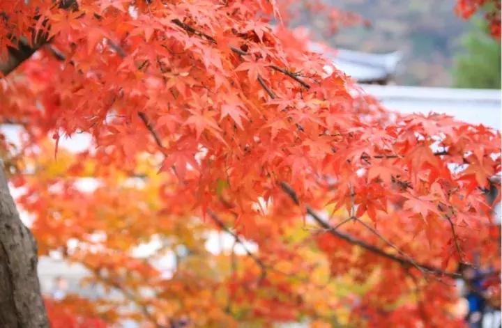 京都扫货攻略,京都购物省钱技巧