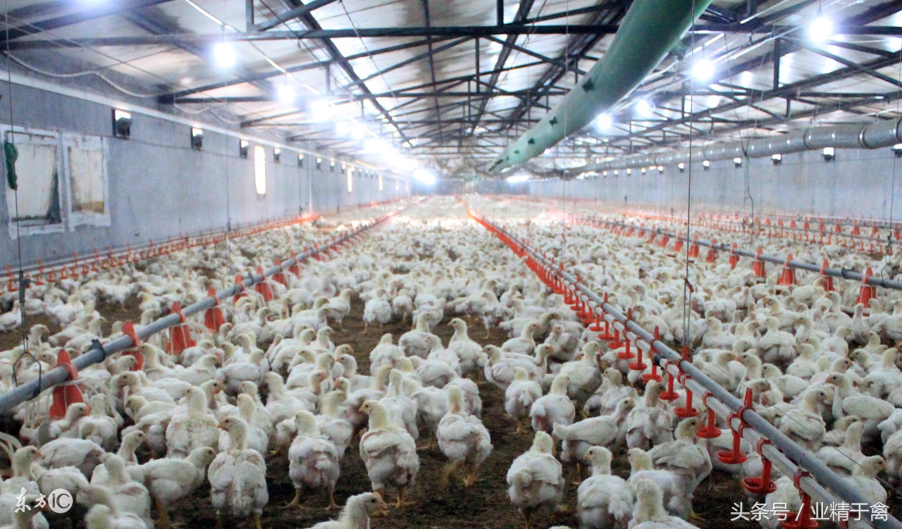 六月份肉毛鸡市场走势,2017年4月鸡价格走势