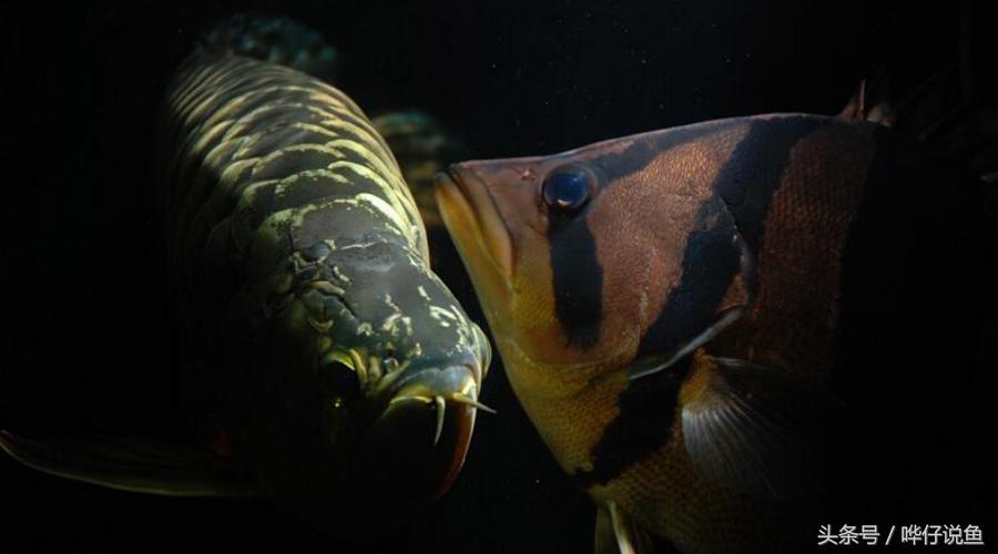 用一句话证明我是超级有钱人：我家鱼缸里有八条泰国虎鱼！