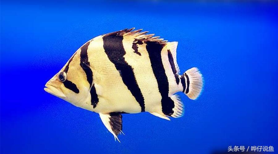 用一句话证明我是超级有钱人：我家鱼缸里有八条泰国虎鱼！