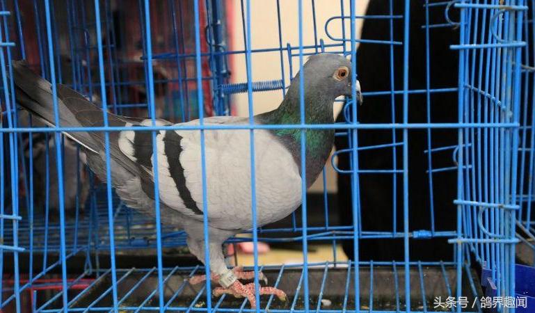 养鸽子怎样能节约鸽粮,养40只鸽子鸽棚多少钱