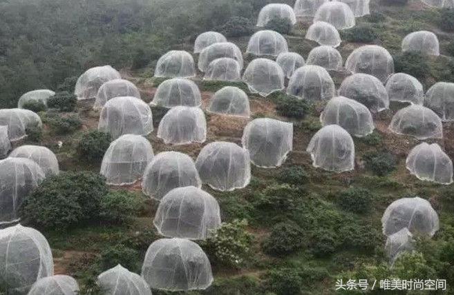 农村山上出现树罩“蚊帐”城里人看不懂，农民却靠它亩收4万元