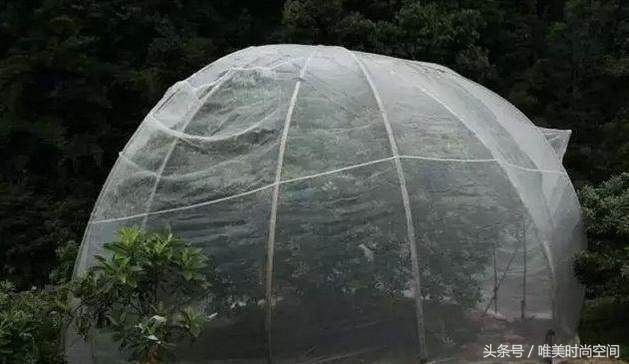 农村山上出现树罩“蚊帐”城里人看不懂，农民却靠它亩收4万元