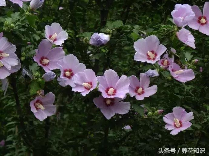 十一月有哪些花盛开,十一月都有哪些典型花朵