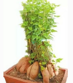 盆栽生姜如何发芽多,生姜发芽了可以种盆栽