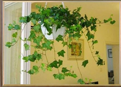 除甲醛最好的绿植都有啥,除甲醛最有效的绿植有哪些