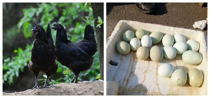 乌鸡为什么下普通鸡蛋,乌鸡下了粉蛋什么原因