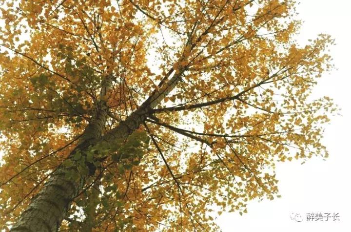 路边的白杨树歌曲,偶遇路边白杨树文案