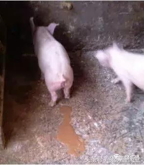 养猪饲料辣椒,辣椒喂猪有什么好处