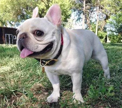 在家打扫卫生要注意安全,家里养宠物犬如何打扫卫生