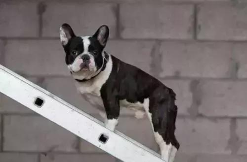 在家打扫卫生要注意安全,家里养宠物犬如何打扫卫生