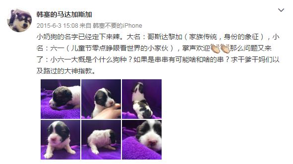 云养宠物可爱,云养宠物出现的原因