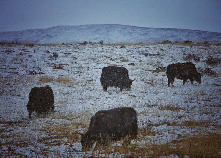有人你|醉美三江源，最美瀞度人