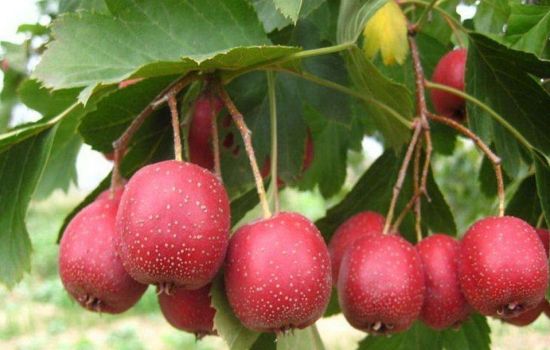 怀孕后再馋也不能吃的食物,怀孕了嘴馋不让吃