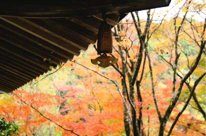 京都扫货攻略,京都购物省钱技巧