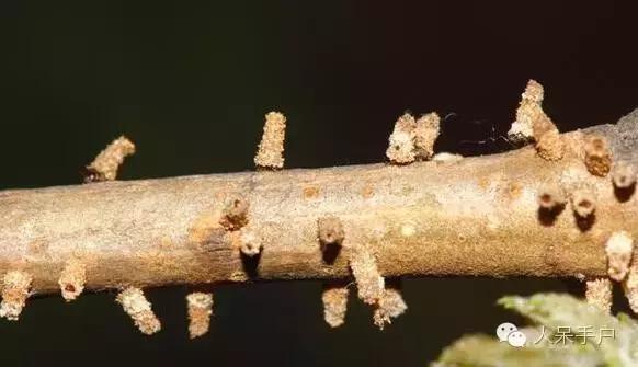 幺蛾子介绍,蛾子的宝宝