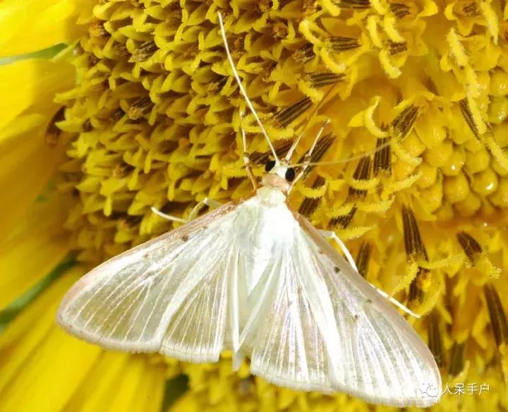 幺蛾子介绍,蛾子的宝宝