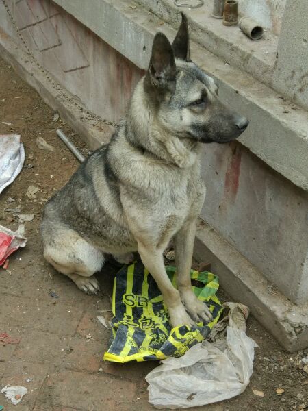 狗肉馆被解救的狗笑了,狗肉馆救下金毛下崽了