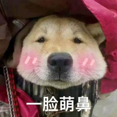 狗肉馆被解救的狗笑了,狗肉馆救下金毛下崽了