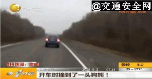 高速撞到动物有什么忌讳,高速行车遇动物怎么办